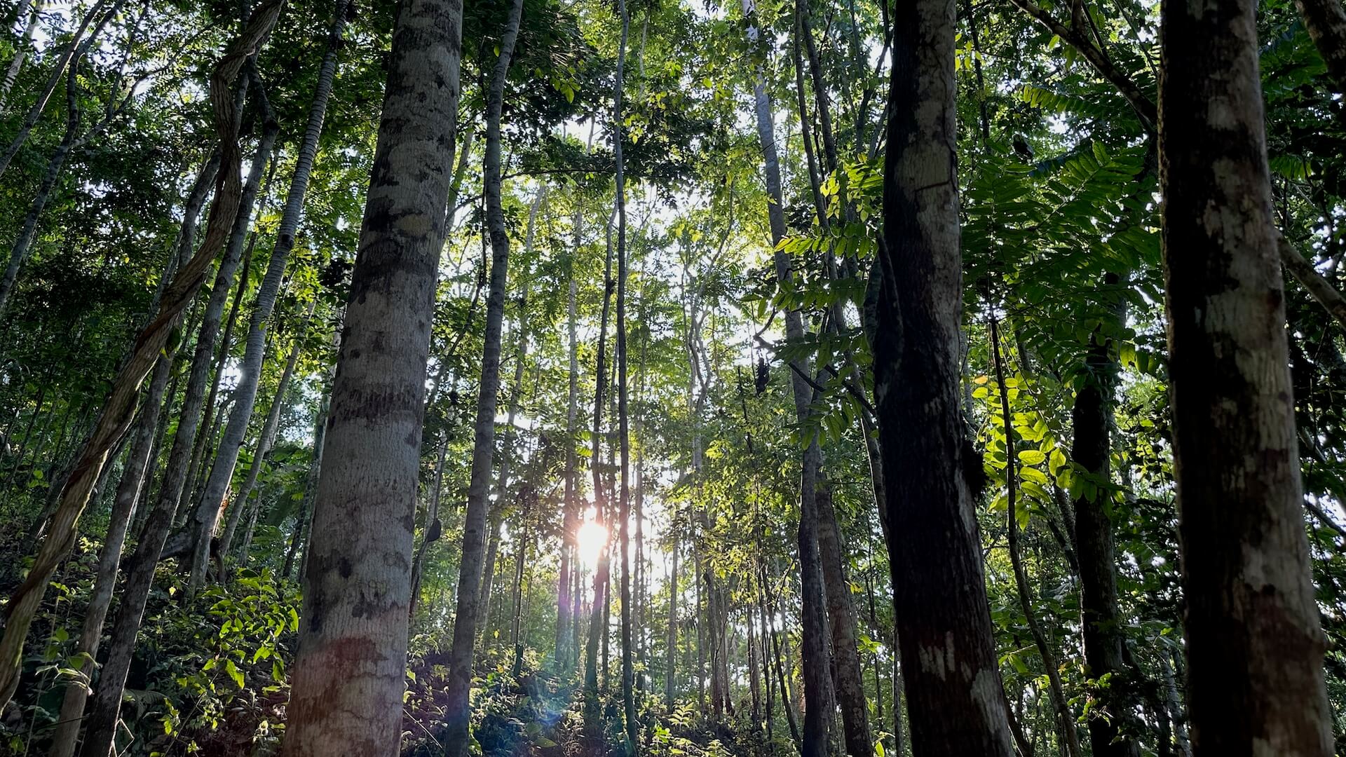 Sunlight filtering through green tree canopy in a reforestation setting